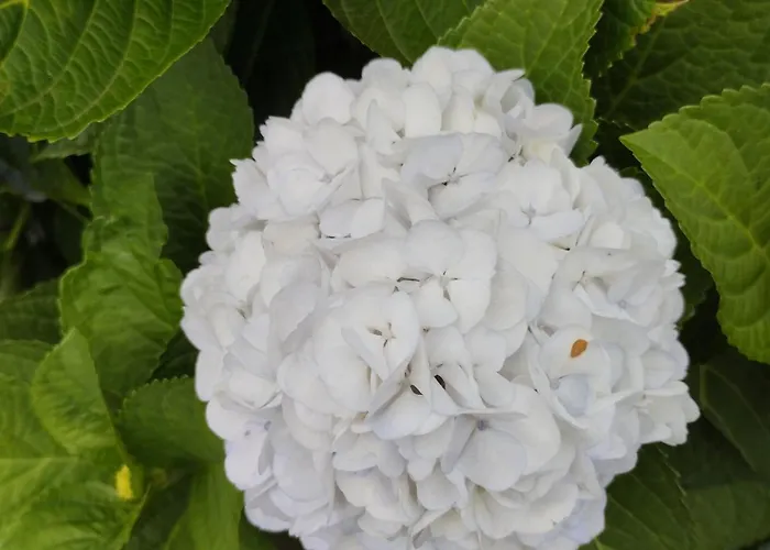 Casa Da Tia Avelina *