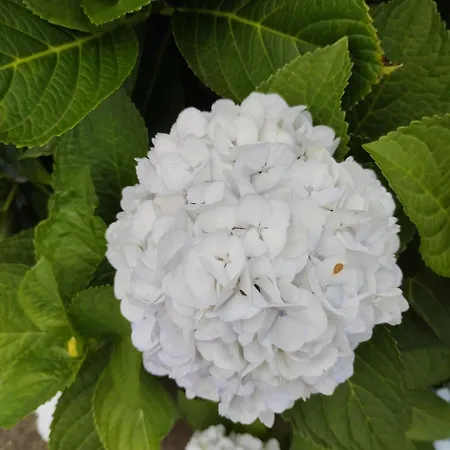 Casa Da Tia Avelina *